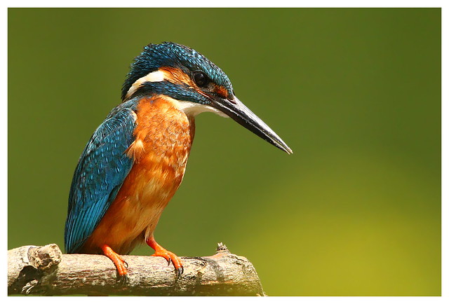 Kingfisher on River Stour, Dorset
