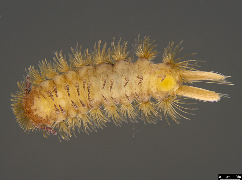 10g - Polyxenidae sp.