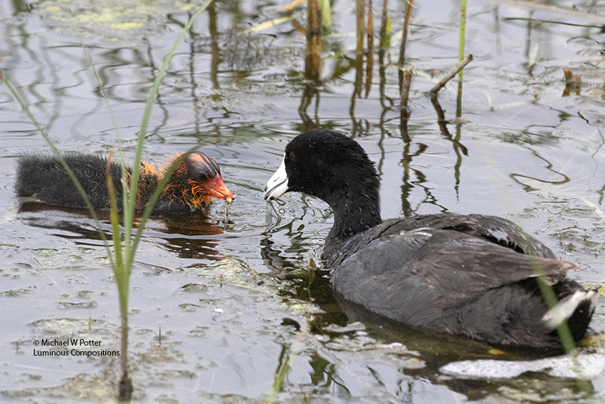 American Coot adult feeding young