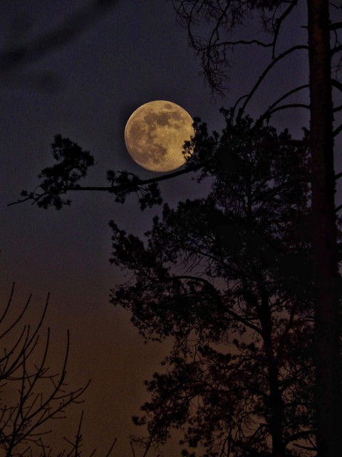 Moon behind a tree