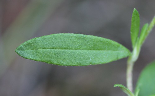 Crocanthemum bicknellii