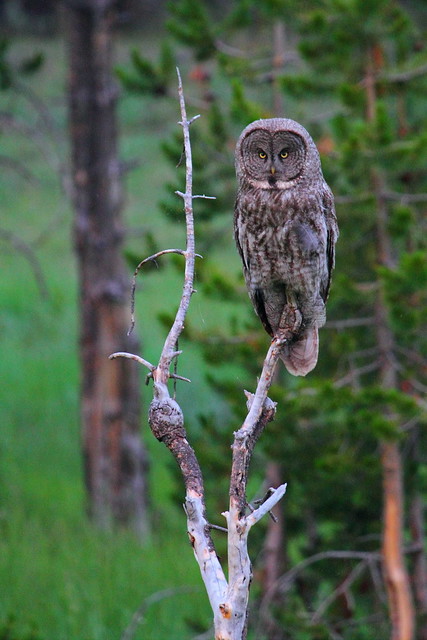 IMG_9102 Great Grey Owl, Yellowstone National Park