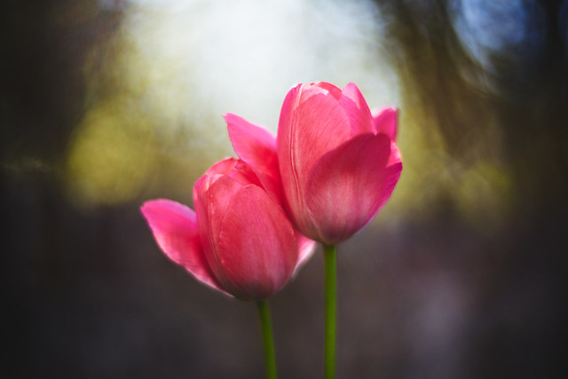 Tulip Aquarelle