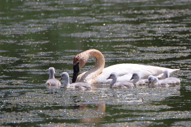 Trumpeter Swan and Cygnets