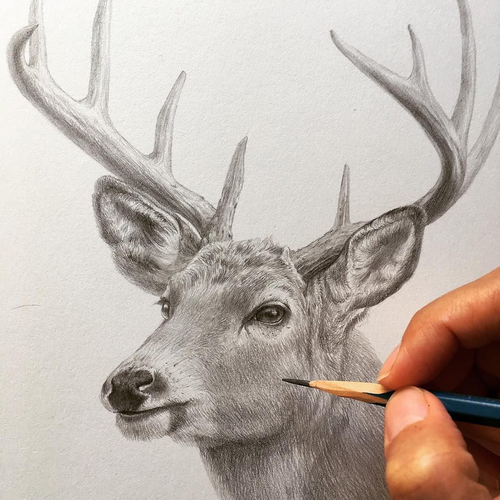 How to Draw a Deer Step by Step | Envato Tuts+