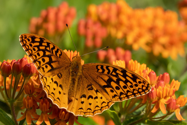Fritillary butterfly on asclepius, butterfly weed