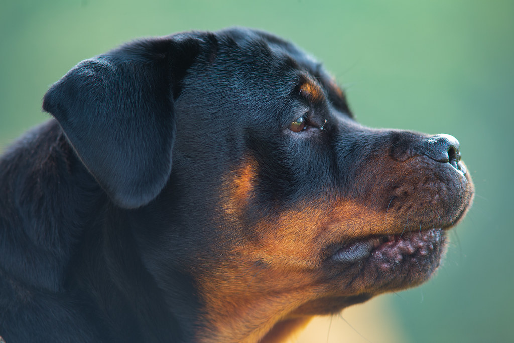 Top 20 Most Dangerous Dog Breeds to Humans in the World  Rottweiler