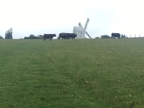 Jack, Jill, the hill, and some cows, Hassocks to Lewes