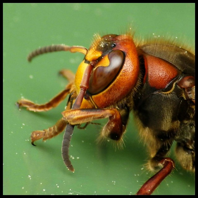 Vapsik (Vespa crabro) European hornet