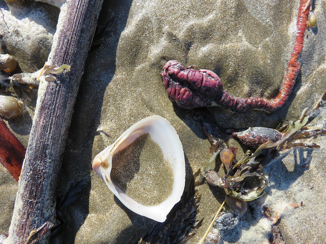 beach treasure [shells#95]