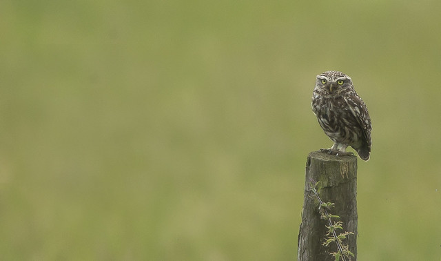 Little Owl  Worrall Nr Sheffield Yorkshire England July 2021