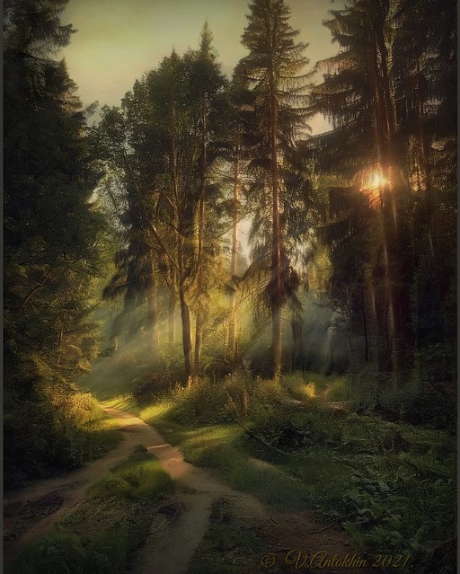Forest path.(iPhoneX)