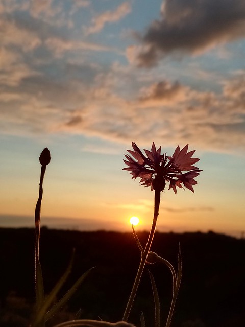 cornflower in sunset // Kornblume im Sonnenuntergang