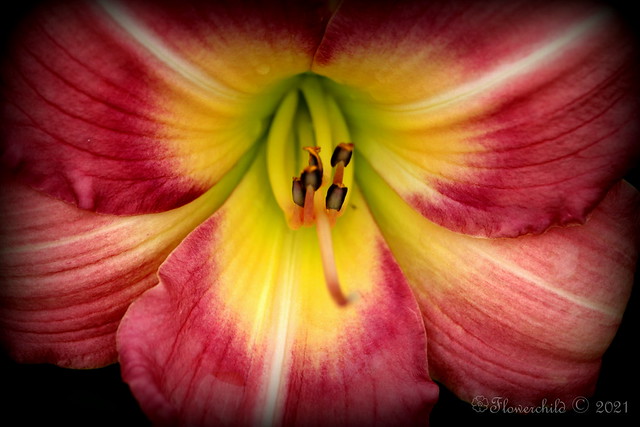 2021 Pink Day Lily III