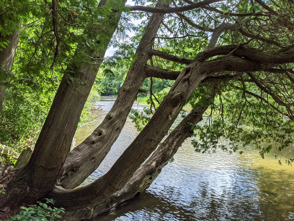 Tree & Speed River