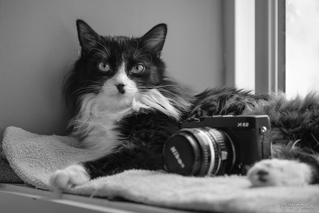 Cat tales from the windowsill...classic Nikon meets Fuji.#2