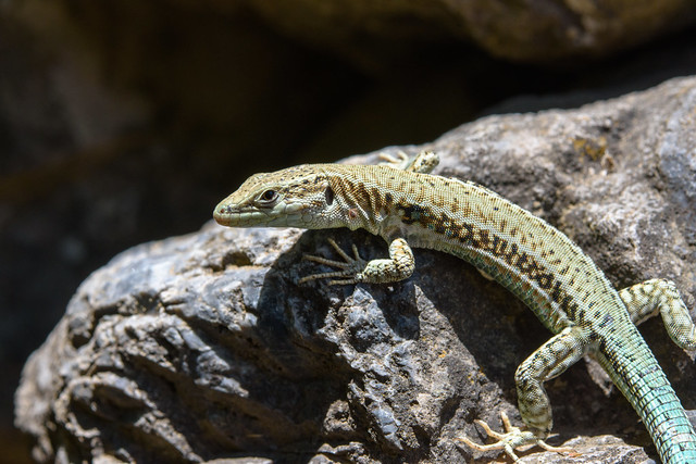 Podarcis cretensis – Cretan wall lizard
