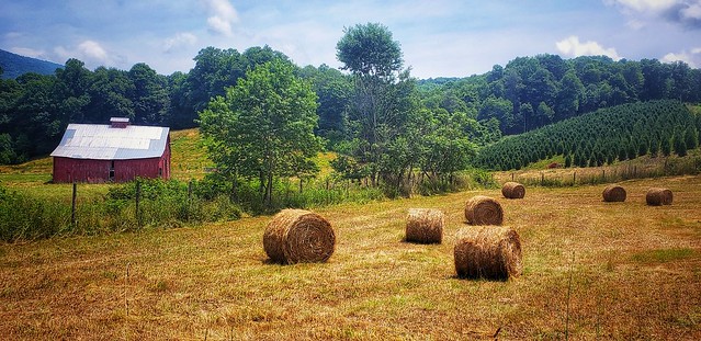 A roll in the hay...