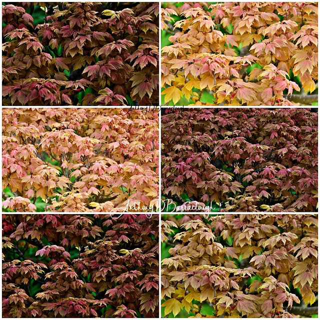 Beautiful Maple Leaves 343-350-1-1