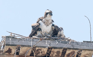 Osprey family (1 of 1) | by DDRLewis