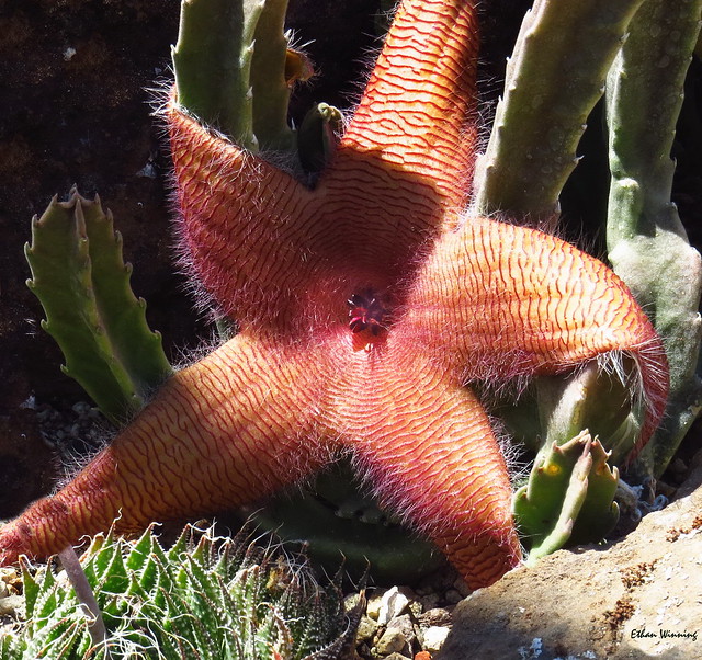 Stapelia hirsuta - Starfish Cactus 3476