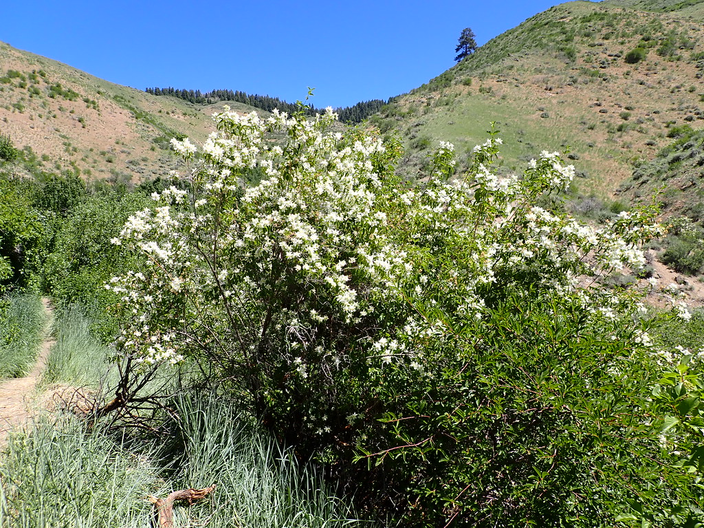 Orchard Gulch