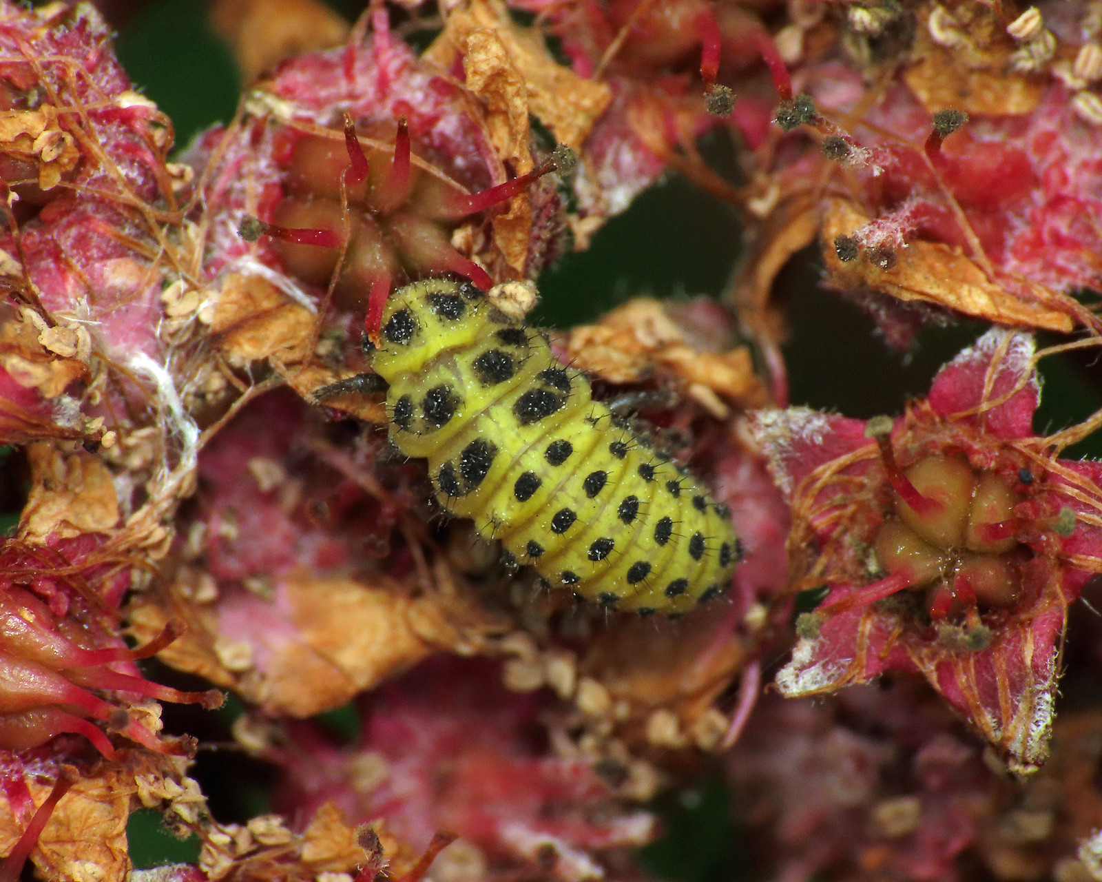 22-spot Ladybird - Psyllobora vigintiduopunctata