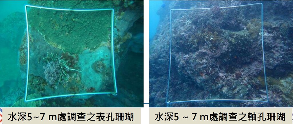 填海區調查發現的珊瑚。圖片來源：環評書件