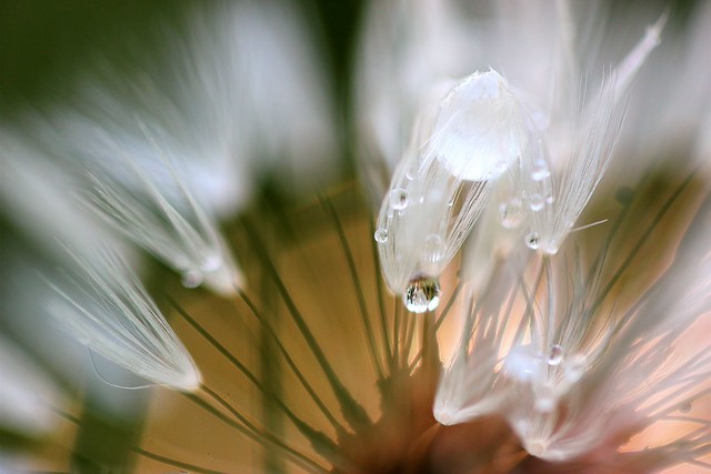 Dandelion details after the rain