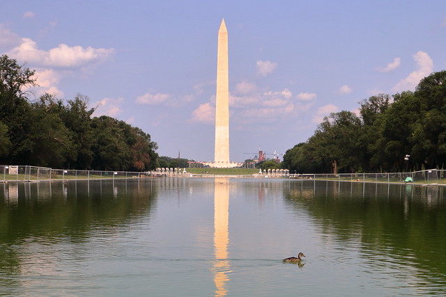 Washington Monument and a Mallard duck