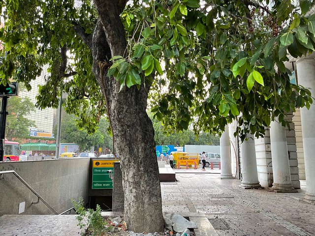 City Landmark - Jamun Tree, Connaught Place