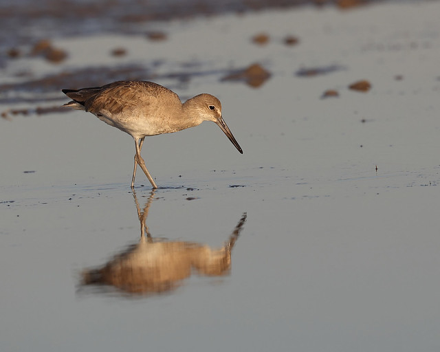 Willet Reflection