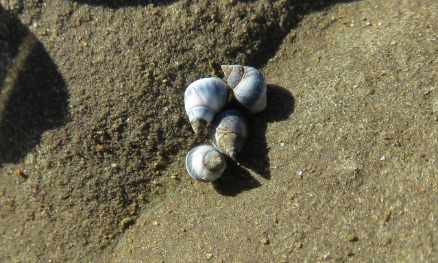 Periwinkles discussions group [shells#96]