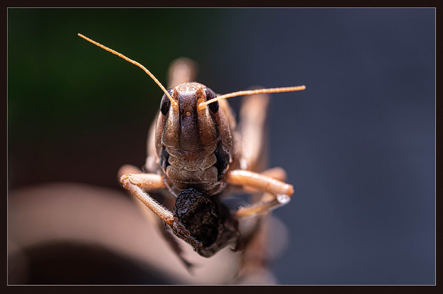 European grasshopper