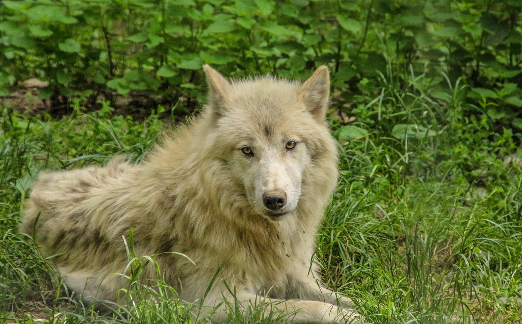 7929 - Limburg - Mundo Verde - Hudson Bay wolf
