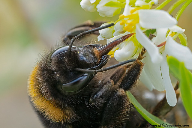Buff Tailed Bumblebee (Bombus terrestris )