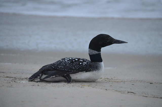 A common loon takes a break in the foreshore on Bodie Island
