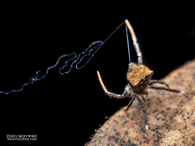 Comb-footed spider (Episinus sp.) - P6131395