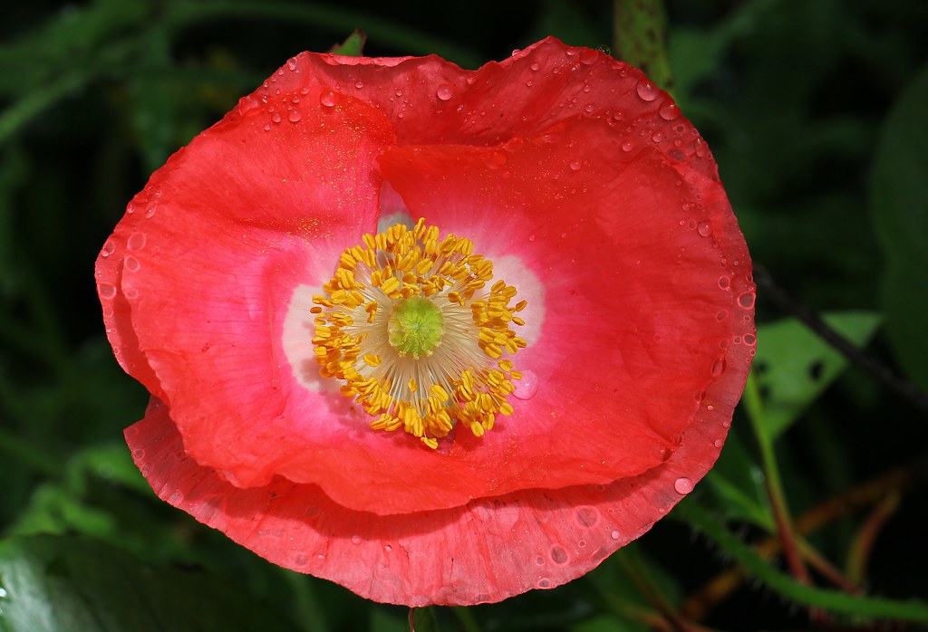 Poppy From the wild flower borders 120721 (2)