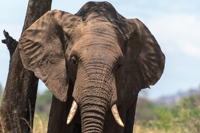 Tanzania Elephant’s eyelashes.