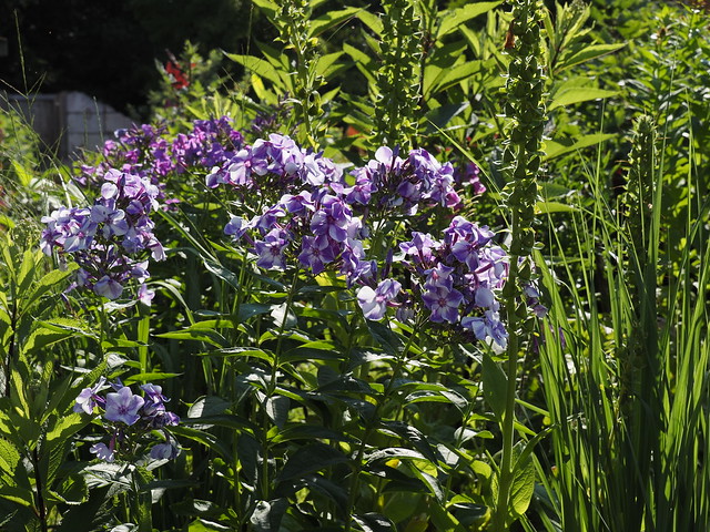 Phlox paniculata 'Younique Old Blue'