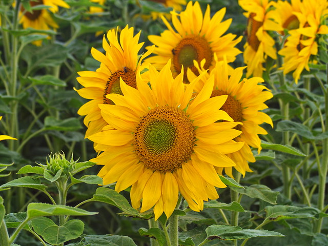 Sonnenblumen- Sunflowers