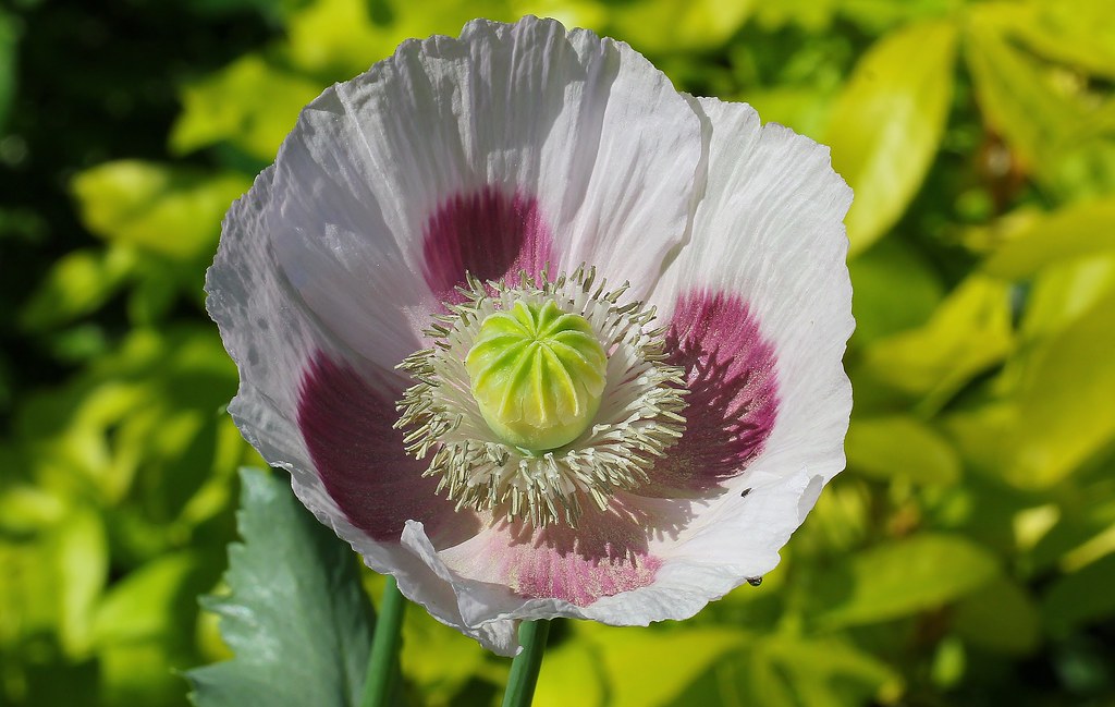 Opium Poppy 230621 (1)