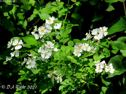 multiflorarose rose flower wildflower plant nature invasive pinehilllakespark mason ohio