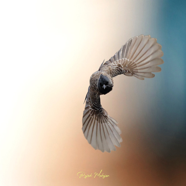 Red Vented Bulbul in flight