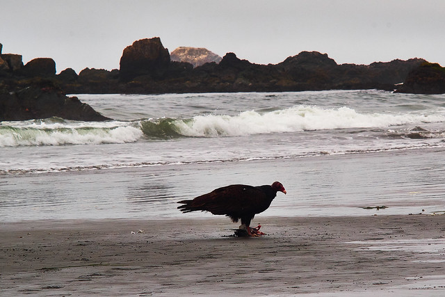 beach buzzard
