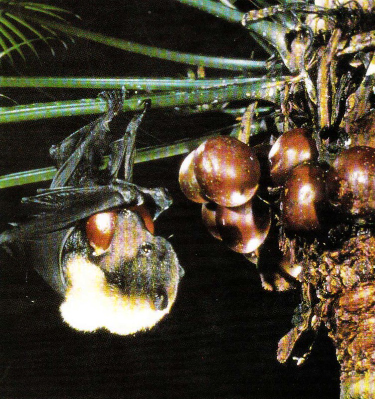 Fanihi by Dr. Merlin Tuttle for Bat Conservation International. Image from the Guam Department of Agriculture Division of Aquatic and Wildlife Resources fact sheets, 2002.