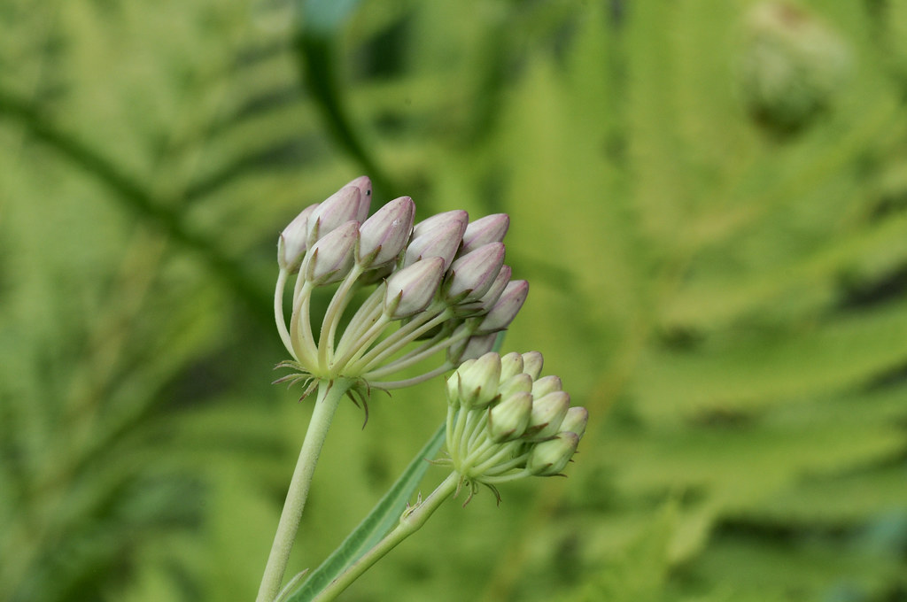 Asclepias rubra | Red milkweed, Gus Engeling WMA, Anderson C… | Flickr