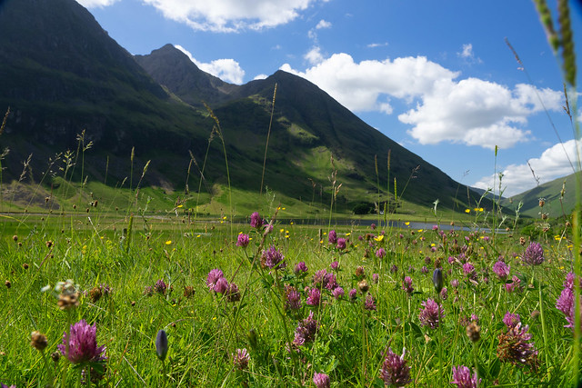 Clover in a mountain meadow
