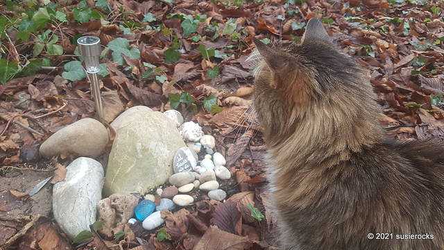my sweet late Sputnik sitting at Chilli's grave, who passed away only 5 months before him